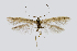  (Coleophora irinae - NMPC-LEP-0430)  @11 [ ] CreativeCommons - Attribution Non-Commercial Share-Alike (2019) Jan Sumpich National Museum of Natural History, Prague