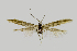  ( - NMPC-LEP-0439)  @12 [ ] CreativeCommons - Attribution Non-Commercial Share-Alike (2019) Jan Sumpich National Museum of Natural History, Prague