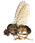  ( - NMPC-DIP-0003)  @11 [ ] CreativeCommons - Attribution Non-Commercial Share-Alike (2016) Dominik Vondracek National Museum of Natural History, Prague