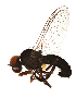  (Callomyia amoena - NMPC-DIP-0011)  @14 [ ] CreativeCommons - Attribution Non-Commercial Share-Alike (2016) Dominik Vondracek National Museum of Natural History, Prague