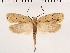 ( - NMPC-LEP-0152)  @11 [ ] CreativeCommons - Attribution Non-Commercial Share-Alike (2018) Jan Sumpich National Museum of Natural History, Prague