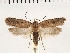  ( - NMPC-LEP-0156)  @11 [ ] CreativeCommons - Attribution Non-Commercial Share-Alike (2018) Jan Sumpich National Museum of Natural History, Prague
