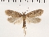  ( - NMPC-LEP-0154)  @11 [ ] CreativeCommons - Attribution Non-Commercial Share-Alike (2018) Jan Sumpich National Museum of Natural History, Prague