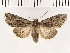  ( - NMPC-LEP-0132)  @13 [ ] CreativeCommons - Attribution Non-Commercial Share-Alike (2018) Jan Sumpich National Museum of Natural History, Prague