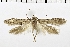 ( - NMPC-LEP-0179)  @11 [ ] CreativeCommons - Attribution Non-Commercial Share-Alike (2018) Jan Sumpich National Museum of Natural History, Prague