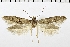  ( - NMPC-LEP-0177)  @11 [ ] CreativeCommons - Attribution Non-Commercial Share-Alike (2018) Jan Sumpich National Museum of Natural History, Prague