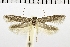  (Blastobasis spermophagis - NMPC-LEP-0218)  @11 [ ] CreativeCommons - Attribution Non-Commercial Share-Alike (2018) Jan Sumpich National Museum of Natural History, Prague