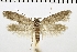  ( - NMPC-LEP-0217)  @11 [ ] CreativeCommons - Attribution Non-Commercial Share-Alike (2018) Jan Sumpich National Museum of Natural History, Prague