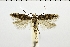  ( - NMPC-LEP-0365)  @11 [ ] CreativeCommons - Attribution Non-Commercial Share-Alike (2018) Jan Sumpich National Museum of Natural History, Prague