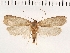  ( - NMPC-LEP-0153)  @11 [ ] CreativeCommons - Attribution Non-Commercial Share-Alike (2018) Jan Sumpich National Museum of Natural History, Prague