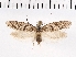  ( - NMPC-LEP-0165)  @11 [ ] CreativeCommons - Attribution Non-Commercial Share-Alike (2018) Jan Sumpich National Museum of Natural History, Prague