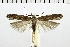  (Scrobipalpa sinica - NMPC-LEP-0329)  @14 [ ] CreativeCommons - Attribution Non-Commercial Share-Alike (2018) Jan Sumpich National Museum of Natural History, Prague
