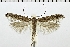  (Gnorimoschema cinctipunctella - NMPC-LEP-0322)  @14 [ ] CreativeCommons - Attribution Non-Commercial Share-Alike (2018) Jan Sumpich National Museum of Natural History, Prague
