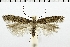  (Scrobipalpa inexplictata - NMPC-LEP-0324)  @14 [ ] CreativeCommons - Attribution Non-Commercial Share-Alike (2018) Jan Sumpich National Museum of Natural History, Prague