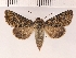  ( - NMPC-LEP-0143)  @11 [ ] CreativeCommons - Attribution Non-Commercial Share-Alike (2018) Jan Sumpich National Museum of Natural History, Prague