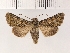  ( - NMPC-LEP-0142)  @11 [ ] CreativeCommons - Attribution Non-Commercial Share-Alike (2018) Jan Sumpich National Museum of Natural History, Prague