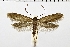  ( - NMPC-LEP-0176)  @13 [ ] CreativeCommons - Attribution Non-Commercial Share-Alike (2018) Jan Sumpich National Museum of Natural History, Prague