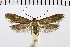  ( - NMPC-LEP-0292)  @11 [ ] CreativeCommons - Attribution Non-Commercial Share-Alike (2018) Jan Sumpich National Museum of Natural History, Prague