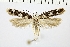  ( - NMPC-LEP-0017)  @11 [ ] CreativeCommons - Attribution Non-Commercial Share-Alike (2017) Jan Sumpich National Museum of Natural History, Prague