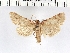  (Aglossa mayrae - NMPC-LEP-0025)  @11 [ ] CreativeCommons - Attribution Non-Commercial Share-Alike (2017) Jan Sumpich National Museum of Natural History, Prague