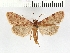  (Aglossa rubralis - NMPC-LEP-0036)  @11 [ ] CreativeCommons - Attribution Non-Commercial Share-Alike (2017) Jan Sumpich National Museum of Natural History, Prague