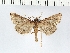  (Aglossa exsucealis - NMPC-LEP-0063)  @11 [ ] CreativeCommons - Attribution Non-Commercial Share-Alike (2017) Jan Sumpich National Museum of Natural History, Prague