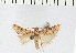  ( - NMPC-LEP-0073)  @11 [ ] CreativeCommons - Attribution Non-Commercial Share-Alike (2017) Jan Sumpich National Museum of Natural History, Prague