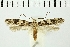  ( - NMPC-LEP-0112)  @11 [ ] CreativeCommons - Attribution Non-Commercial Share-Alike (2018) Jan Sumpich National Museum of Natural History, Prague