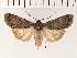 (Actebia squalida - NMPC-LEP-0144)  @13 [ ] CreativeCommons - Attribution Non-Commercial Share-Alike (2018) Jan Sumpich National Museum of Natural History, Prague