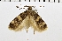  ( - NMPC-LEP-0222)  @11 [ ] CreativeCommons - Attribution Non-Commercial Share-Alike (2018) Jan Sumpich National Museum of Natural History, Prague