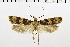  ( - NMPC-LEP-0221)  @11 [ ] CreativeCommons - Attribution Non-Commercial Share-Alike (2018) Jan Sumpich National Museum of Natural History, Prague