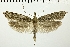  ( - NMPC-LEP-0198)  @13 [ ] CreativeCommons - Attribution Non-Commercial Share-Alike (2018) Jan Sumpich National Museum of Natural History, Prague