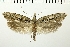  ( - NMPC-LEP-0199)  @13 [ ] CreativeCommons - Attribution Non-Commercial Share-Alike (2018) Jan Sumpich National Museum of Natural History, Prague