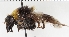  ( - KLMDip00384)  @11 [ ] © (2025) Heimburg Landesmuseum Kaernten