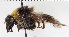 ( - KLMDip00384)  @11 [ ] CreativeCommons  Attribution Non-Commercial Share-Alike (2022) Heimburg Landesmuseum Kaernten