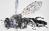  (Holopogon fumipennis - KLM Dip 00191)  @11 [ ] CreativeCommons Attribution NonCommercial ShareAlike (2020) Helge Heimburg Landesmuseum Kaernten