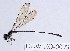  (Aeolagrion axine - DLW-EO-0093)  @13 [ ] CreativeCommons - Attribution Non-Commercial (2014) William Haber University of Connecticut, Storrs, CT