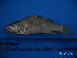  ( - DO-AK 010)  @12 [ ] Unspecified (default): All Rights Reserved  Unspecified Unspecified