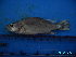  ( - DO-AK 056)  @12 [ ] Unspecified (default): All Rights Reserved  Unspecified Unspecified