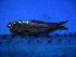  ( - DO-LK036)  @13 [ ] Unspecified (default): All Rights Reserved  Unspecified Unspecified