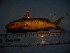  ( - DO-OL206)  @12 [ ] Unspecified (default): All Rights Reserved  Unspecified Unspecified