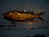  ( - DO-OL236)  @12 [ ] Unspecified (default): All Rights Reserved  Unspecified Unspecified
