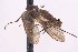  (Proclinopyga flavicoxa - CNC1109469)  @11 [ ] No Rights Reserved (nrr) (2025) Unspecified CNC