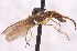  (Leptopeza antennalis - CNC905934)  @11 [ ] No Rights Reserved (nrr) (2025) Unspecified CNC