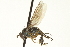 ( - CNC DIPTERA 163475)  @13 [ ] CreativeCommons - Attribution (2012) CNC/CBG Photography Group Centre for Biodiversity Genomics