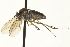  ( - CNC DIPTERA 163476)  @13 [ ] CreativeCommons - Attribution (2012) CNC/CBG Photography Group Centre for Biodiversity Genomics