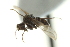  (Microphorella vockerothi - CNC DIPTERA 163562)  @12 [ ] CreativeCommons - Attribution (2012) CNC/CBG Photography Group Centre for Biodiversity Genomics