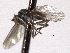  ( - CNC DIPTERA 192164)  @12 [ ] CreativeCommons - Attribution (2012) CNC/CBG Photography Group Centre for Biodiversity Genomics