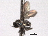  ( - CNC DIPTERA 192165)  @12 [ ] CreativeCommons - Attribution (2012) CNC/CBG Photography Group Centre for Biodiversity Genomics