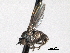  ( - CNC DIPTERA 192168)  @13 [ ] CreativeCommons - Attribution (2012) CNC/CBG Photography Group Centre for Biodiversity Genomics